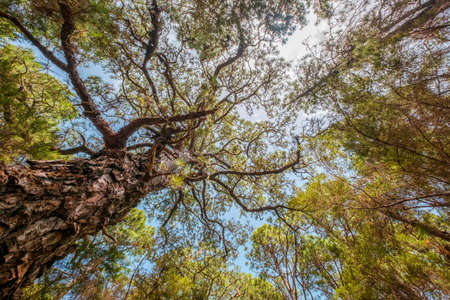trees in forest nature and blue skyの写真素材