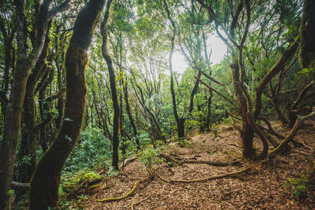 Inside forest, laurel tree landscape,  Anaga Jungleの写真素材