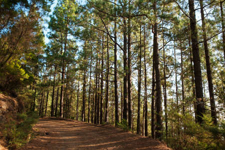 Summer day in forest landscape, trees with sunshine backlightの写真素材