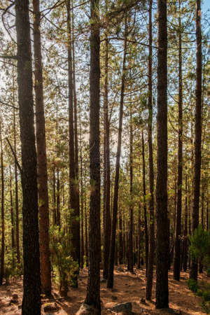 Summer day in forest landscape, trees with sunshine backlightの写真素材