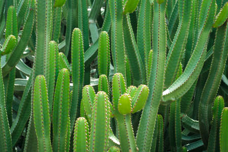 Cactus plant, Tenerife, Canary Islandsの写真素材