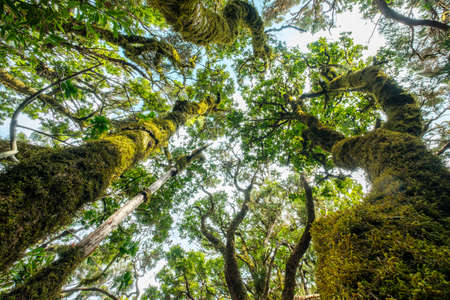 Laurel forest. Trees overgrown with moss Anaga, Tenerifeの写真素材