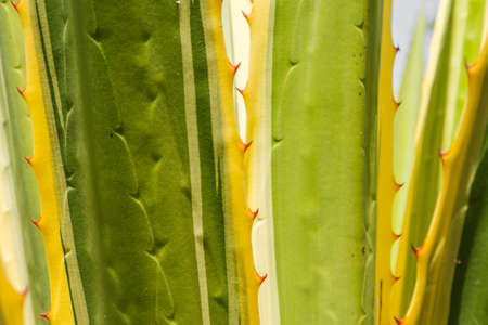 Cactus plant, Tenerife, Canary Islandsの写真素材