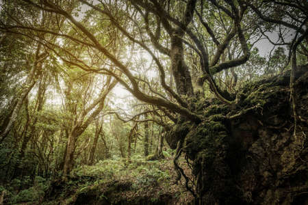 Mystic forest landscape, overgrown trees and roots, Tenerifeの写真素材