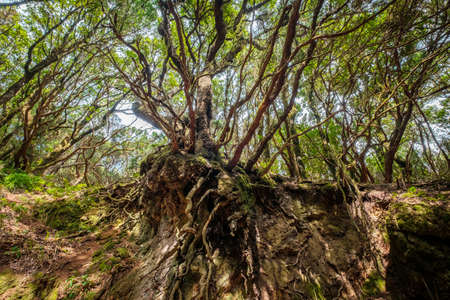 old tree roots, cross-section of forest landscapeの写真素材