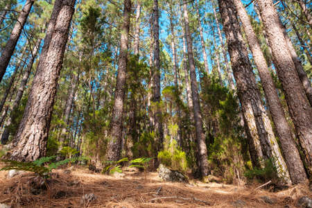beautiful nature inside forest landscape, summer day - looking up tree trunksの写真素材