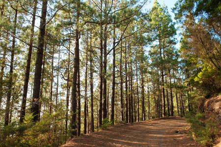 road or path in forest landscape, trees with sunshine backlight on sunny summer day -の写真素材
