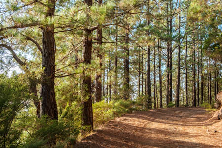 road or path in forest landscape, trees with sunshine backlight on sunny summer day -の写真素材