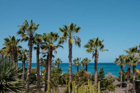 Palm tree garden, cacti plants and ocean background, Playa Jardin Tenerifeの写真素材