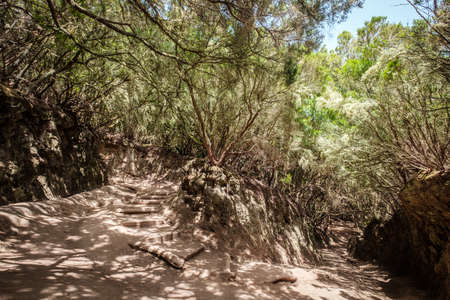 hiking path in forest landscape - walkway through laurel trees, Anaga Mountains, Tenerife, Canary Islandsの写真素材