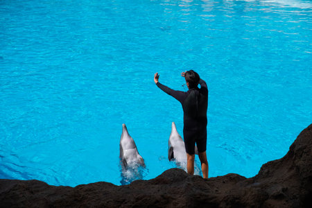 Tenerife, Spain - August, 2022: Animal trainer and dolphin at Loro Parque in Tenerifeのeditorial素材