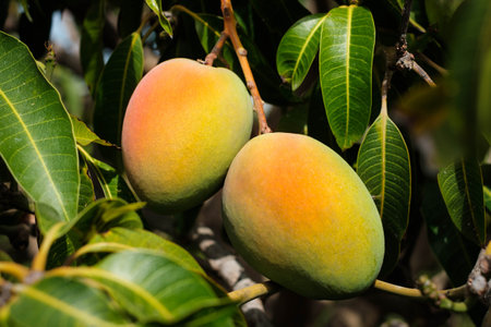 mongo fruit hanging on tree - mongo fruitsの写真素材