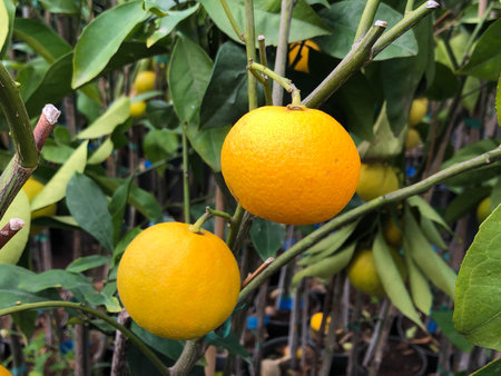 orange fruits hanging on orange treeの写真素材
