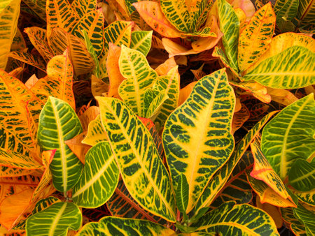colorful garden plant, croton leaves,