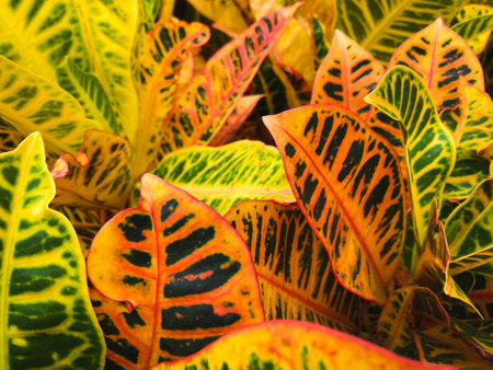 croton plant, red and orange colored croton plant leaves,の写真素材