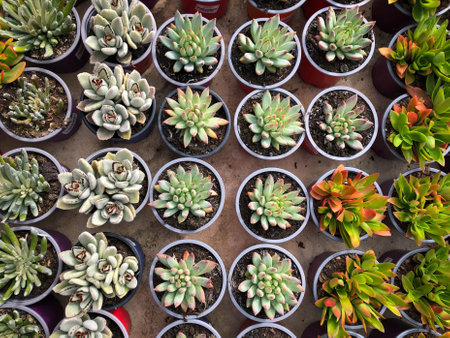 small succulent plants in garden shop ,の写真素材