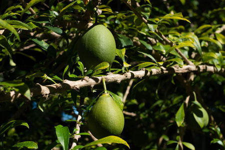 Totumo fruit hanging on tree,の写真素材