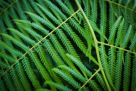 closeup of leavef from Mexican tree fernの写真素材