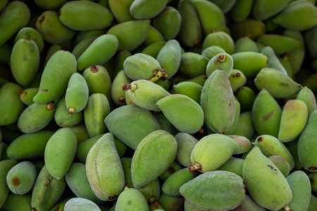 fresh green almonds in shell, almond pileの写真素材