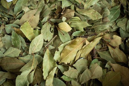 Laurel leaves closeup, dried laurelの写真素材