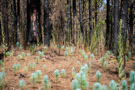 young pine tree seedlings in forest - nature recovery after fire