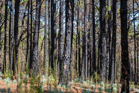 burned trees in forest after fire, charred pine treeの写真素材