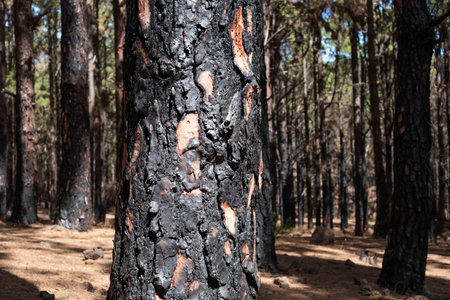 charred tree, burned trees in forest after fire.の写真素材