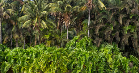 Jungle landscape, palm trees in tropical forest.の写真素材