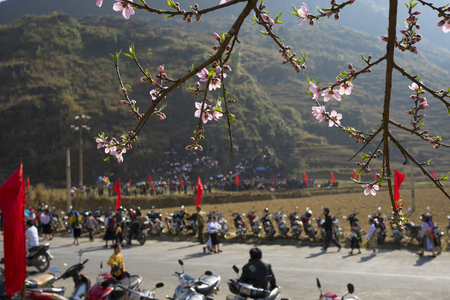 Peach flower in spring, time for new year festivalの写真素材