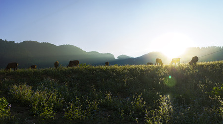 Sunset scene with cows eating grass on meadowの写真素材