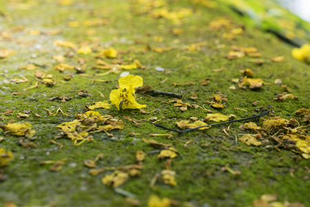 Falling yellow flower on land backgroundの写真素材