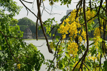 Yellow flower and green leaf with Turtle Tower on background at Hoan Kiem lake, center of Hanoiの写真素材