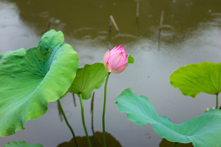 Asian pink lotus on lakeの写真素材