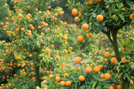 Kumquat, the symbol of Vietnamese lunar new year. In nearly every household, crucial purchases for Tet include the peach "hoa dao" and kumquat plantsの写真素材