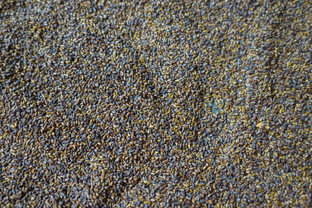 Cassia tora seed, is safe for children to play "sand" gameの写真素材