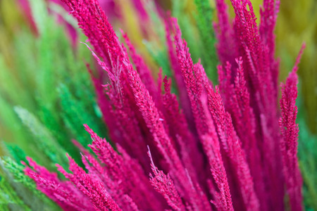 Blur wild colorful weeds backgroundの写真素材