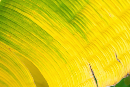 Tropical yellow green banana leafの写真素材