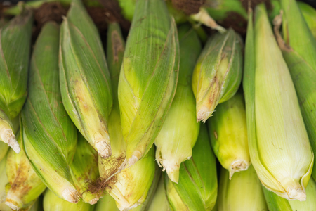 Fresh unpeeled cornsの写真素材