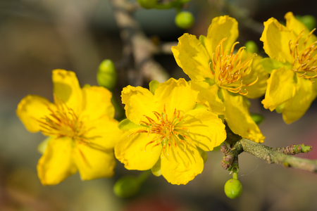 Ochna integerrima, the symbol of Vietnamese lunar new year in south. The golden yellow of the flower means the noble roots of Vietnameseの写真素材