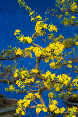 Ochna integerrima, the symbol of Vietnamese lunar new year in south. The golden yellow of the flower means the noble roots of Vietnameseの写真素材