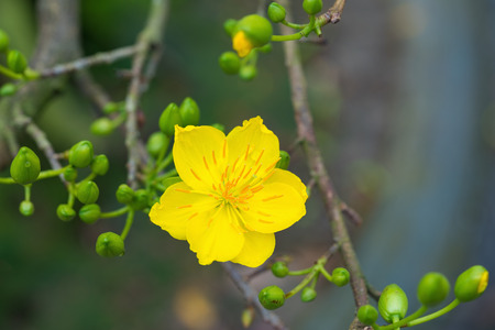 Ochna integerrima, the symbol of Vietnamese lunar new year in south. The golden yellow of the flower...