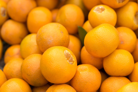 Fresh round kumquats (marumi kumquat) after harvestingの写真素材