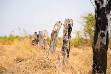Highland scenery in central Vietnam, with wooden fence made of dead fired tree, and yellow grass fieldの写真素材
