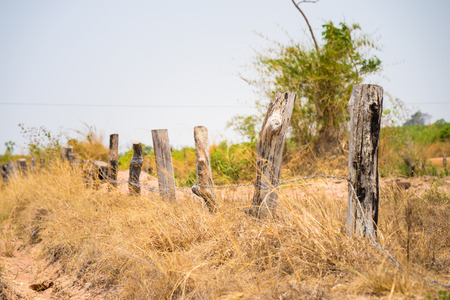 Highland scenery in central Vietnam, with wooden fence made of dead fired tree, and yellow grass fieldの写真素材