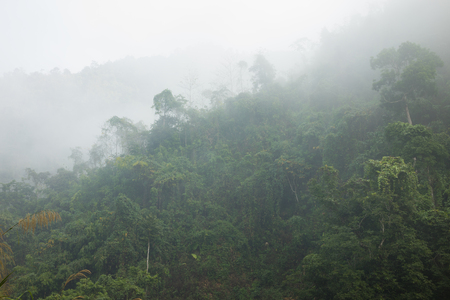 Foggy forest in hillsの写真素材