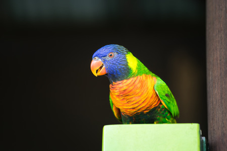 Parrot
