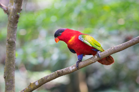 Parrot on tree branchの写真素材