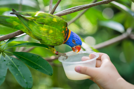 Parrot is feeding in Singapore zooの写真素材