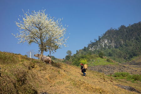 Mountain scenery with Hmong ethnic minority woman carrying cabbage flowers on back, blossom plum tree, white water buffalo and blue clear skyの写真素材