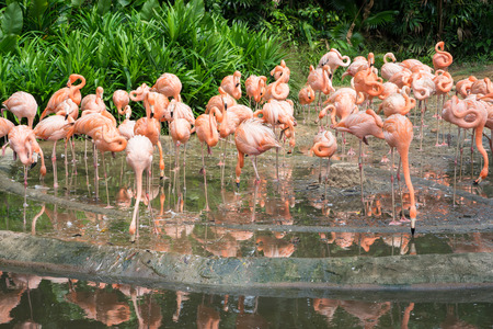 Pink flamingos in Singaporeの写真素材